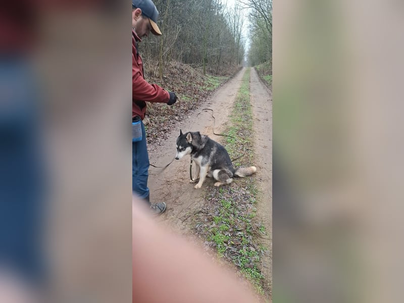 Sky, geboren 01.08.2024, 56cm sucht Husky-Liebhaber
