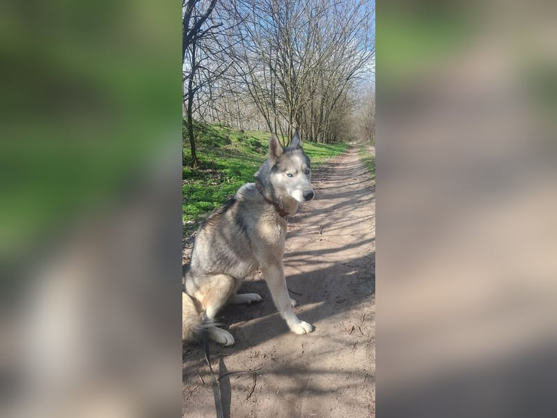 Shrei, geboren 17.11.2020 sucht Husky Menschen