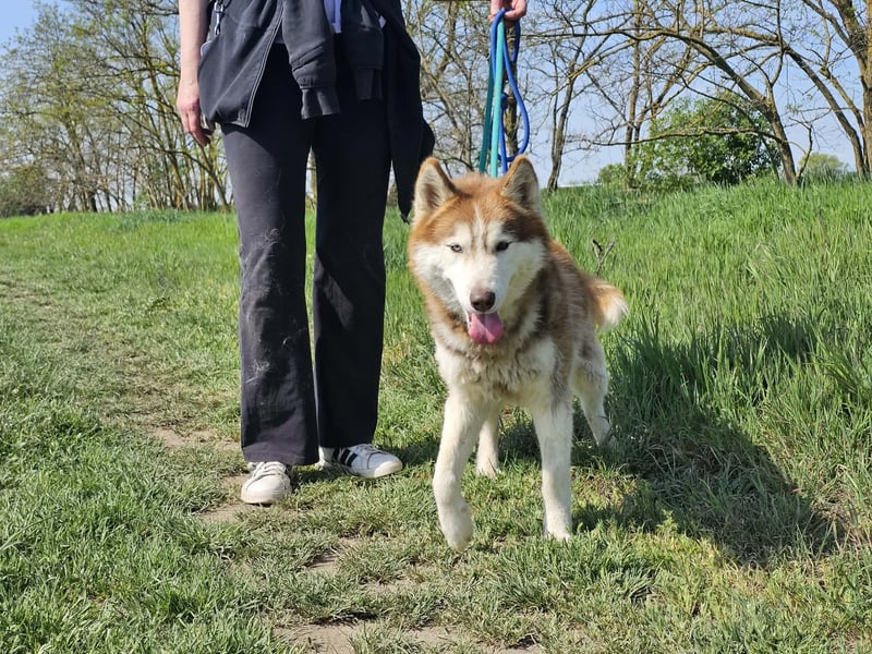 Heliosz, geb. 10.2024, 59cm, sucht ein aktives zu Hause