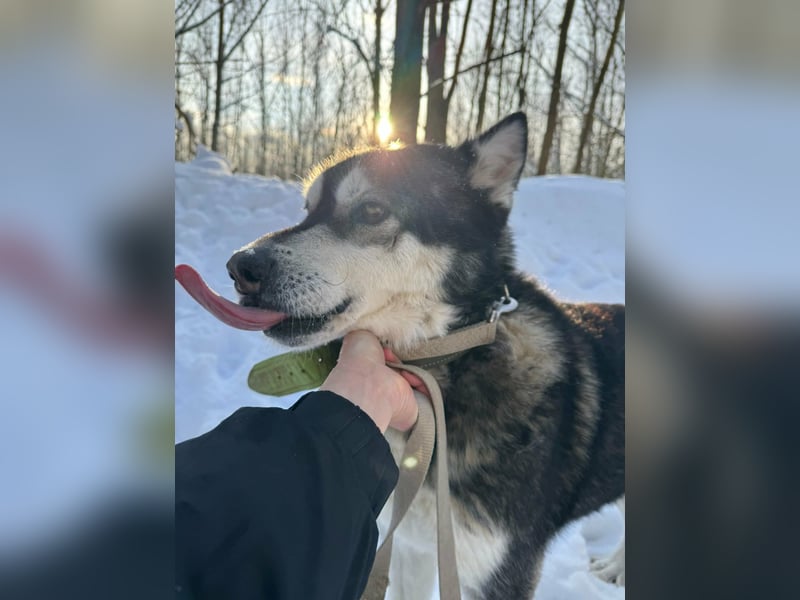 Diego, geboren 2017, 60cm sucht Husky-Fan