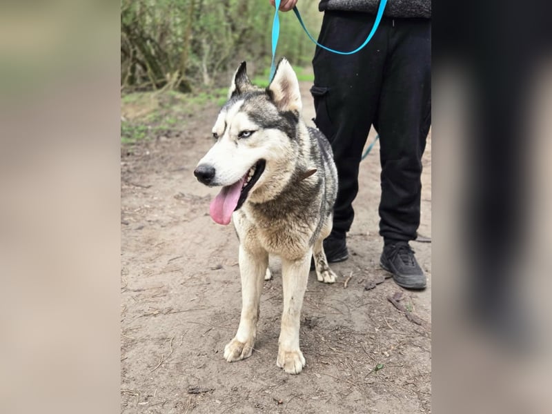 Mylot, geboren 01.01.2025, 55cm sucht Aktivität