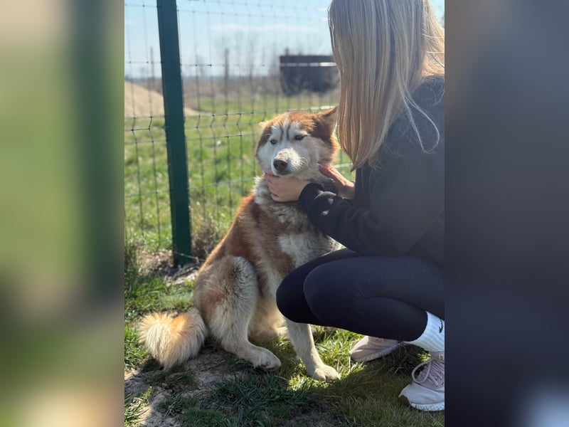 Heliosz, geboren 01.10.2024, 59cm sucht aktive Menschen