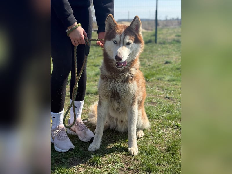 Heliosz, geb. 10.2024, 59cm, sucht ein aktives zu Hause