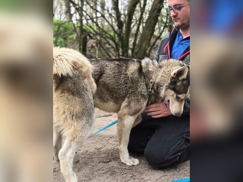 Mylot, geboren 01.01.2025, 55cm sucht Aktivität