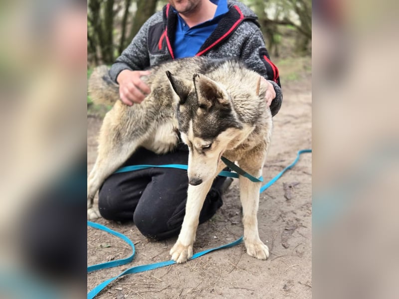 Mylot, geboren 01.01.2025, 55cm sucht Aktivität