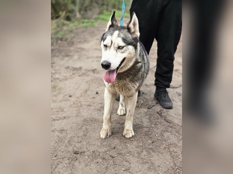 Mylot, geboren 01.01.2025, 55cm sucht Aktivität