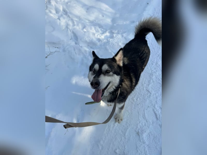 Diego, geboren 2017, 60cm sucht Husky-Fan