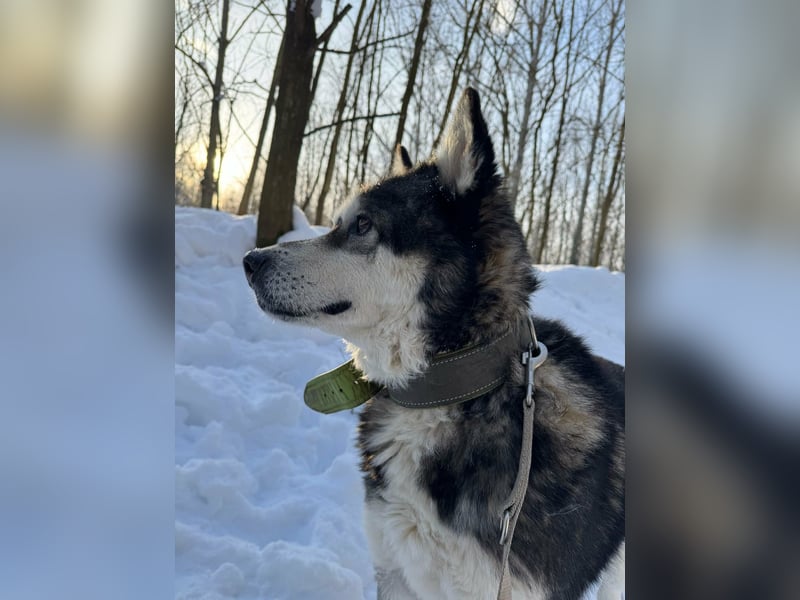 Diego, geboren 2017, 60cm sucht Husky-Fan
