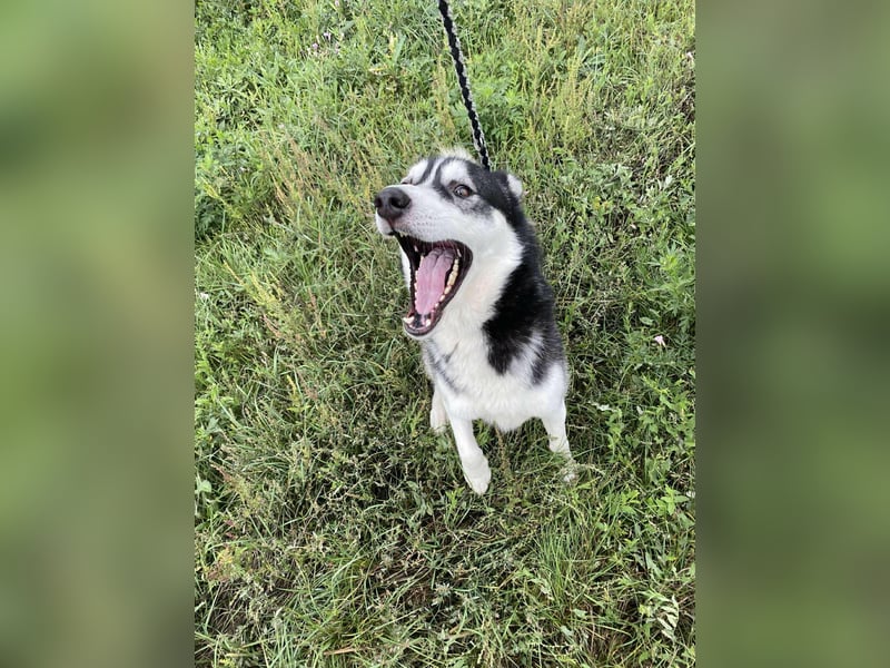 Sky, geboren 01.08.2024, 56cm sucht Husky-Liebhaber