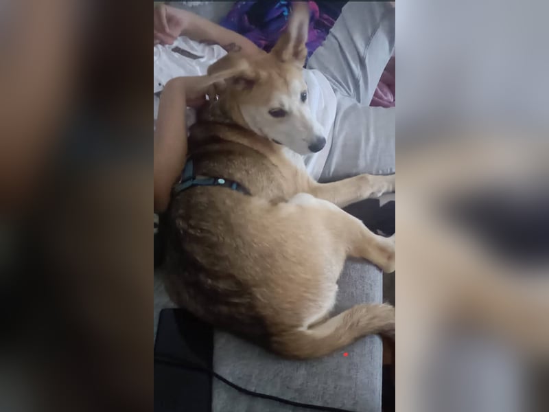 Verschmuster, kinderlieber Nanook sucht liebevolle Familie
