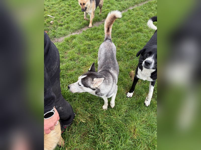 Besondere Lumi sucht ein Zuhause oder eine Pflegestelle