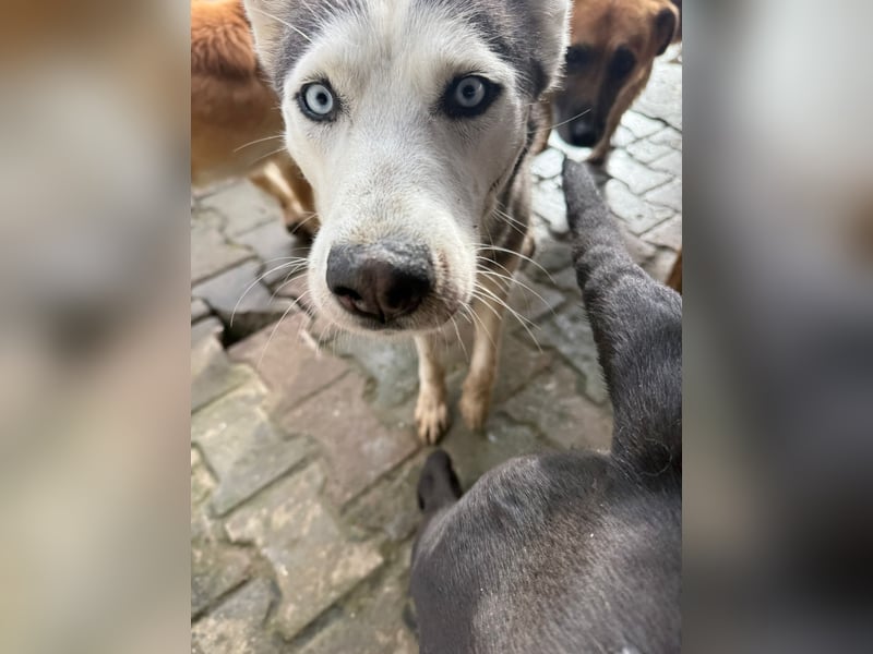 Besondere Lumi sucht ein Zuhause oder eine Pflegestelle