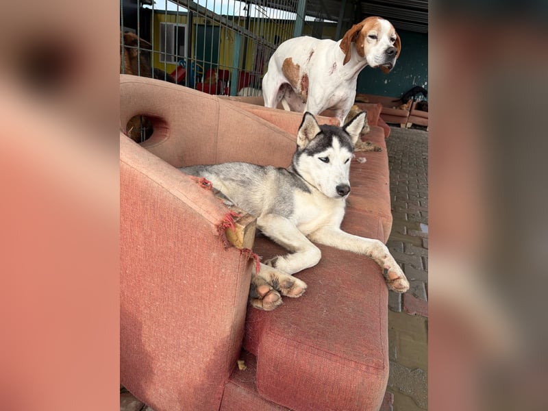 Besondere Lumi sucht ein Zuhause oder eine Pflegestelle