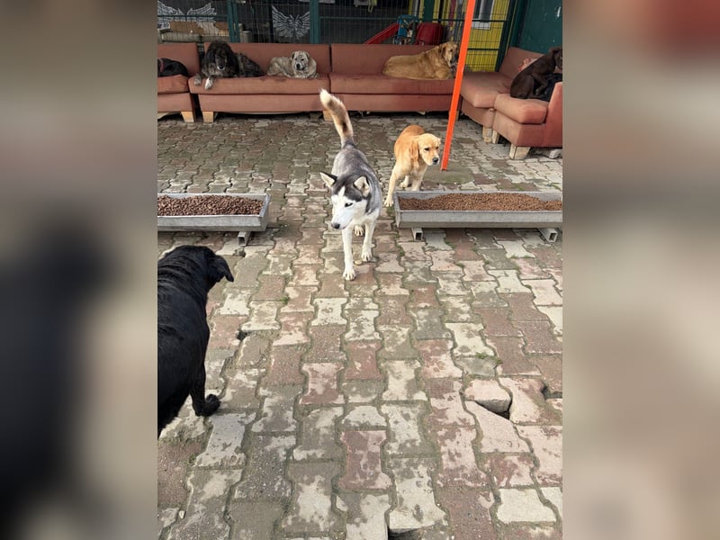 Besondere Lumi sucht ein Zuhause oder eine Pflegestelle