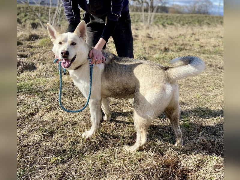Wunderschöner Husky ähnlicher Rüde, 3J., kastriert, rundum verträglich
