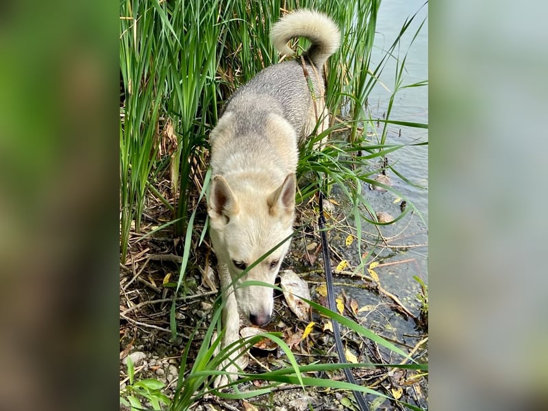 Wunderschöner Husky ähnlicher Rüde, 3J., kastriert, rundum verträglich