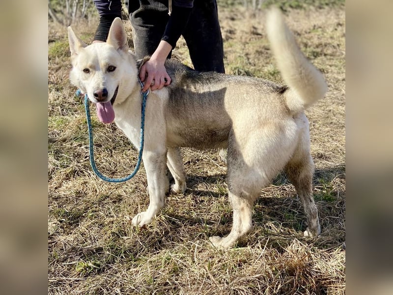 Wunderschöner Husky ähnlicher Rüde, 3J., kastriert, rundum verträglich