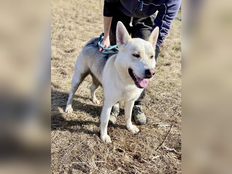 Wunderschöner Husky ähnlicher Rüde, 3J., kastriert, rundum verträglich