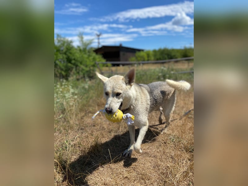 Wunderschöner Husky ähnlicher Rüde, 3J., kastriert, rundum verträglich