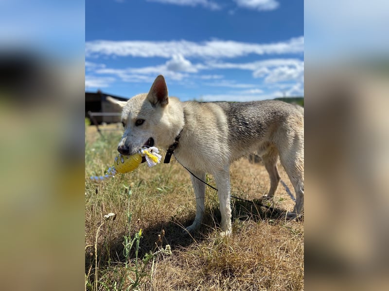 Wunderschöner Husky ähnlicher Rüde, 3J., kastriert, rundum verträglich