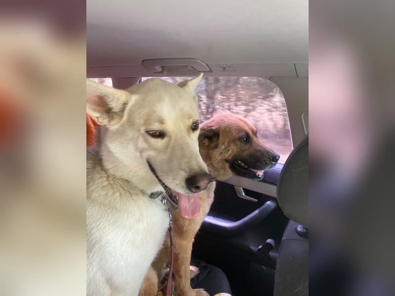 Wunderschöner Husky ähnlicher Rüde, 3J., kastriert, rundum verträglich