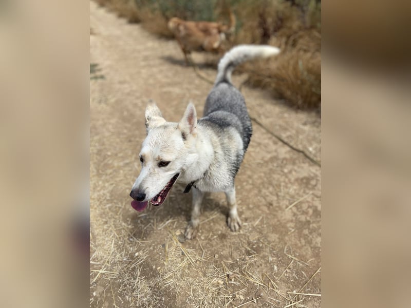 Wunderschöner Husky ähnlicher Rüde, 3J., kastriert, rundum verträglich