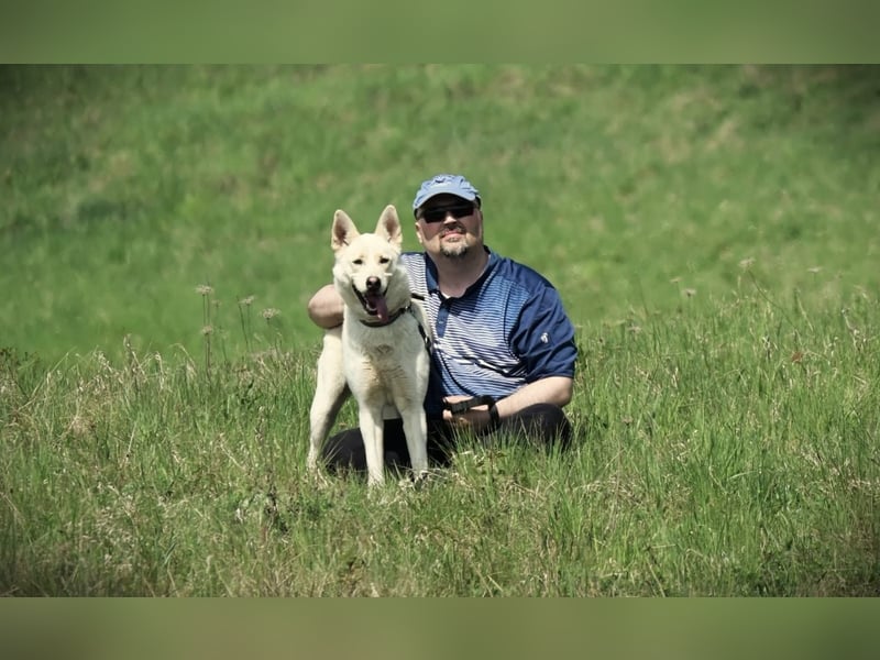 Wunderschöner Husky ähnlicher Rüde, 3J., kastriert, rundum verträglich