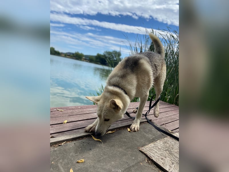 Wunderschöner Husky ähnlicher Rüde, 3J., kastriert, rundum verträglich