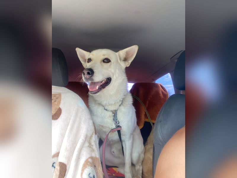 Wunderschöner Husky ähnlicher Rüde, 3J., kastriert, rundum verträglich
