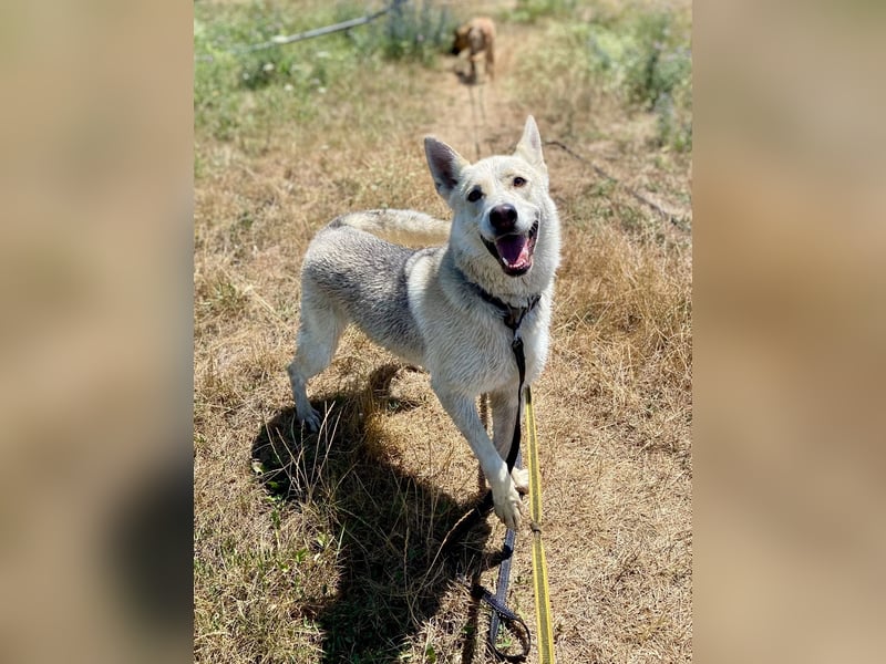 Wunderschöner Husky ähnlicher Rüde, 3J., kastriert, rundum verträglich