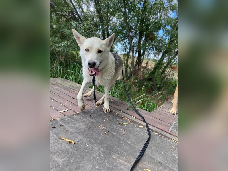 Wunderschöner Husky ähnlicher Rüde, 3J., kastriert, rundum verträglich