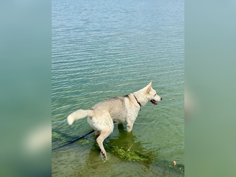 Wunderschöner Husky ähnlicher Rüde, 3J., kastriert, rundum verträglich