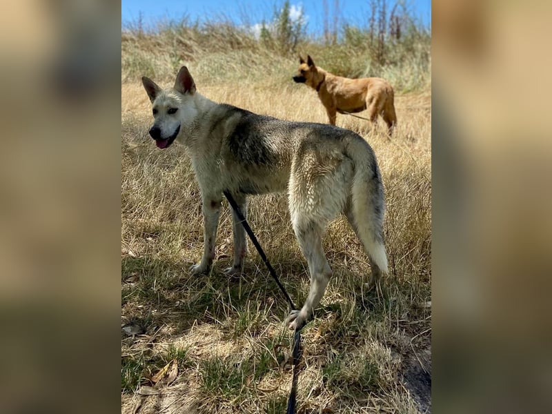 Wunderschöner Husky ähnlicher Rüde, 3J., kastriert, rundum verträglich
