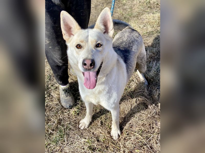 Wunderschöner Husky ähnlicher Rüde, 3J., kastriert, rundum verträglich