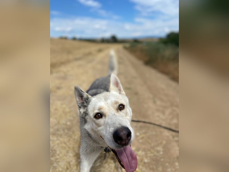Wunderschöner Husky ähnlicher Rüde, 3J., kastriert, rundum verträglich