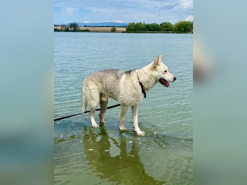 Wunderschöner Husky ähnlicher Rüde, 3J., kastriert, rundum verträglich