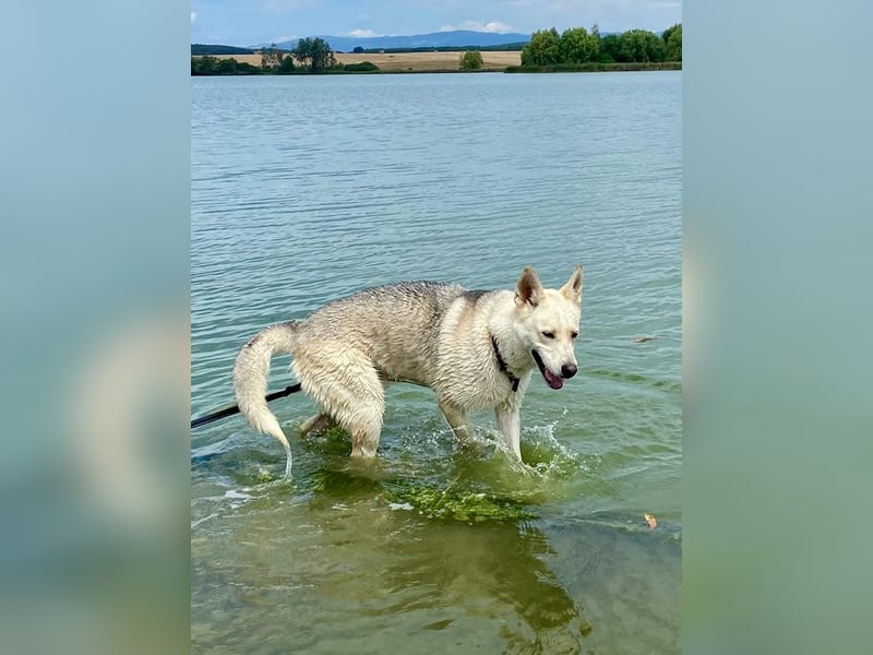 Wunderschöner Husky ähnlicher Rüde, 3J., kastriert, rundum verträglich