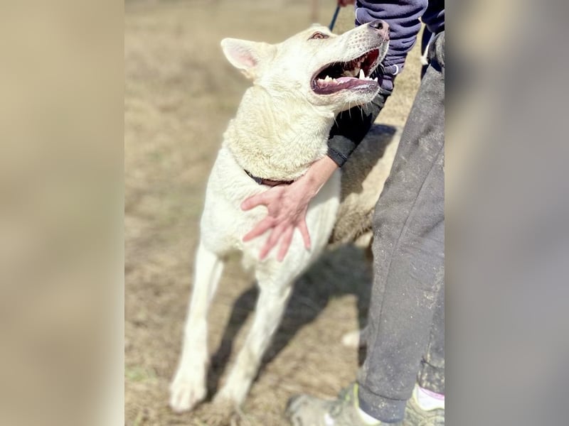 Wunderschöner Husky ähnlicher Rüde, 3J., kastriert, rundum verträglich