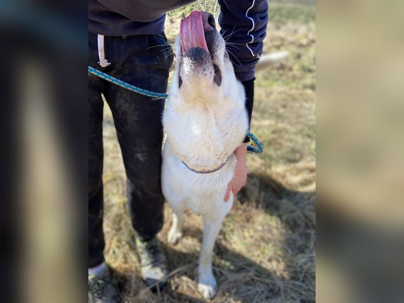 Wunderschöner Husky ähnlicher Rüde, 3J., kastriert, rundum verträglich