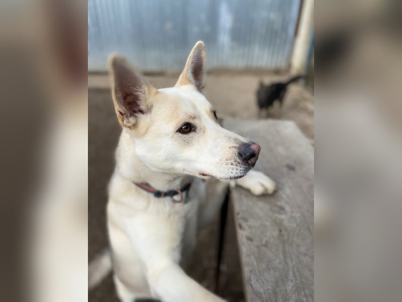 Wunderschöner Husky ähnlicher Rüde, 3J., kastriert, rundum verträglich