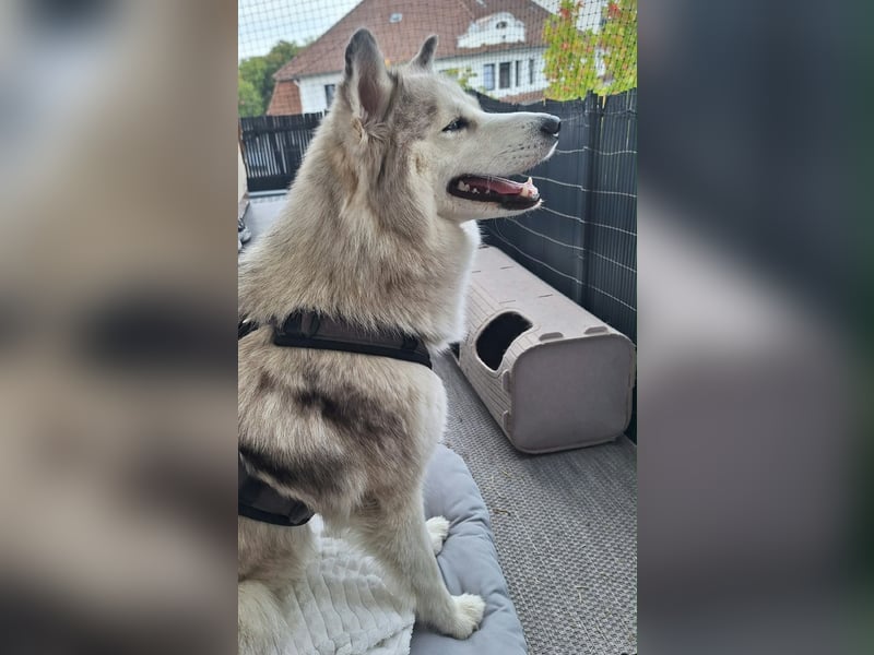  Liebevolle Husky-Spitz-Mix-Hündin sucht ihr Für-immer-Zuhause