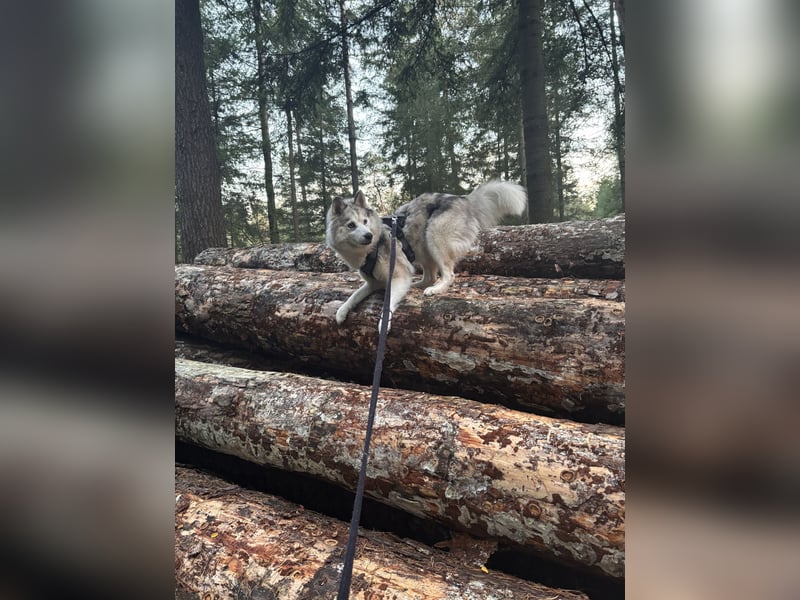  Liebevolle Husky-Spitz-Mix-Hündin sucht ihr Für-immer-Zuhause