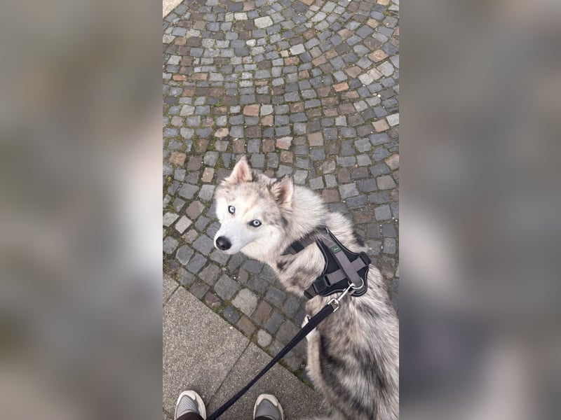  Liebevolle Husky-Spitz-Mix-Hündin sucht ihr Für-immer-Zuhause