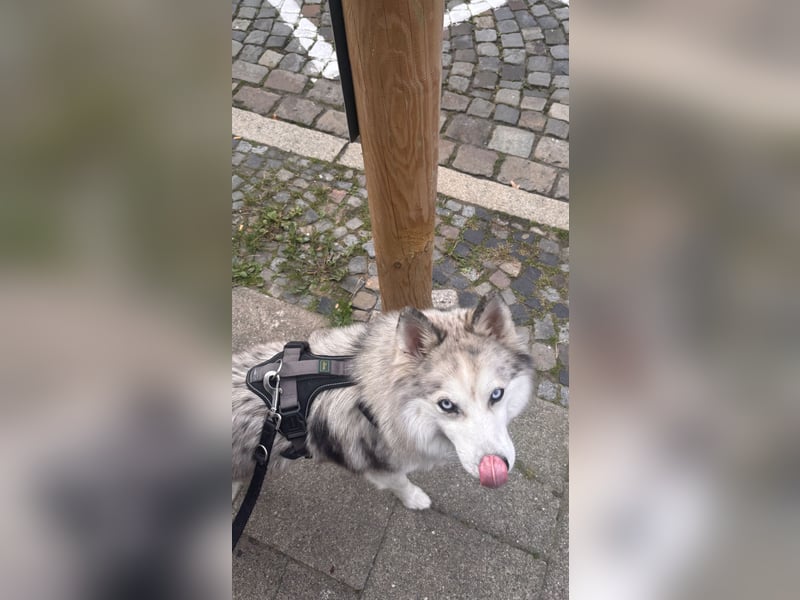  Liebevolle Husky-Spitz-Mix-Hündin sucht ihr Für-immer-Zuhause