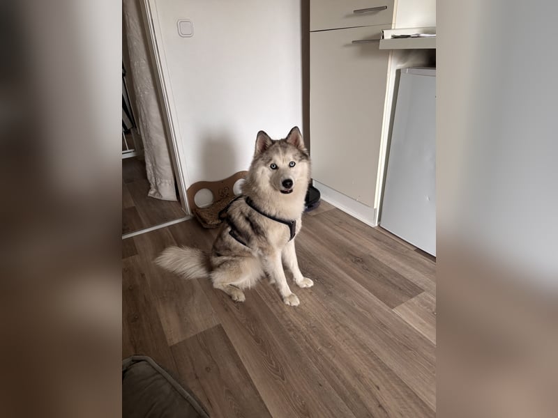  Liebevolle Husky-Spitz-Mix-Hündin sucht ihr Für-immer-Zuhause