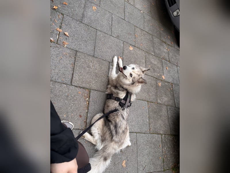  Liebevolle Husky-Spitz-Mix-Hündin sucht ihr Für-immer-Zuhause