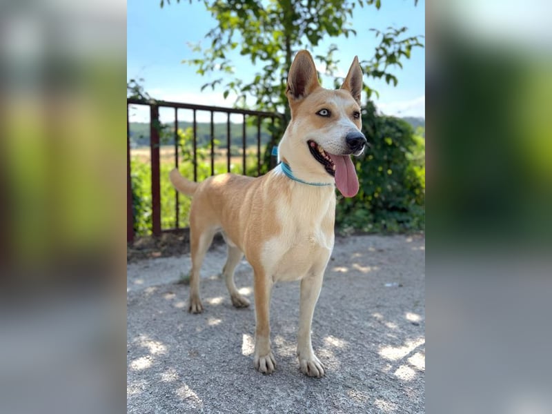 ROCKY - ich suche ein Zuhause bei einer aktiven, hundeerfahrenen Familie!