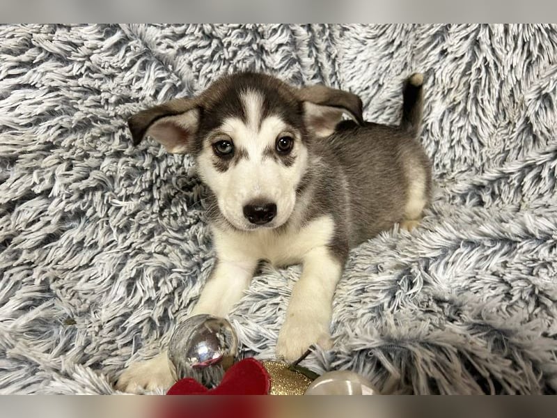 Welpe LILLY - die hübsche Maus freut sich darauf, mit DIR tolle Abenteuer zu erleben!