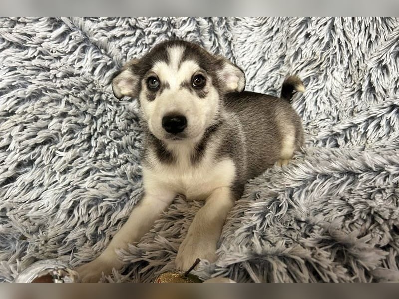 Welpe LILLY - die hübsche Maus freut sich darauf, mit DIR tolle Abenteuer zu erleben!