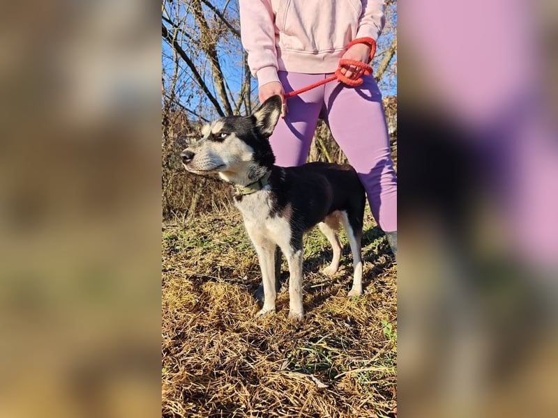 VIKY - die fröhliche und verspielte Hündin sucht ein liebevolles Für-Immer Zuhause!